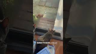 洗濯物を干す母が恋しい猫 / miss their mom #猫 #cat #ペット #おうち時間 #かわいい #shorts