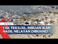 Pemandangan Ribuan Ikan Tangkapan Nelayan di Sumenep Jatim Dibuang, Apa Alasannya?