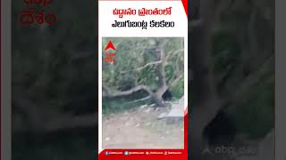 Bear Scare In Srikakulam Uddanam Area: ఎలుగుబంట్ల సంచారంతో స్థానికుల్లో భయాందోళన | DNN