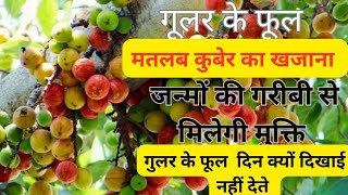 गुलर के उपाय से जड़ से खत्म हो जायेगा गरीबी,गूलर का फूल मतलब कुबेर का खजाना,बन जाओगे रंक से राजा ?