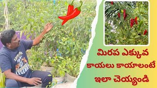 మిరప ఎక్కువ కాయలు కాయాలంటే ఇలా చెయ్యండి | How to Increase Chilli Yield Easily