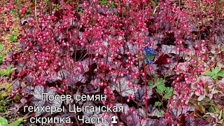 Выращивание гейхеры Цыганская Скрипка из семян. Посев семян гейхеры на рассаду. Часть 1.