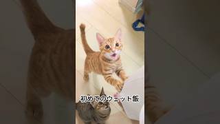 初めてウェットフードをあげてみたら秒で無くなった　#cat #仲良し #保護猫 #猫動画