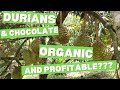 Finca La Isla, Costa Rica: Commercially SUCCESSFUL ORGANIC Durian, Chocolate & Tropical Fruit Farm!