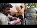 বাছুর ছাড়া গাভীর দুধ দহন করবেন কি করে দেখুন। see how to milk a cow without a calf.