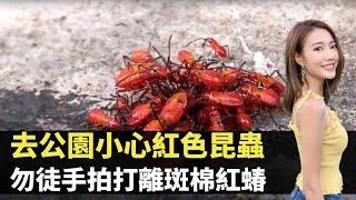 去公園小心紅色昆蟲 勿拍打離斑棉紅蝽 TVB東張西望 潘梓鋒 阮嘉敏