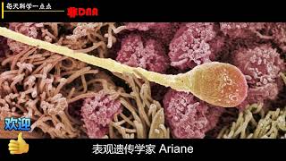 科学有读 非DNA编码特征怎样遗传的？