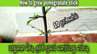 மாதுளை செடி குச்சி மூலம் வளர்ப்பது எப்படி || How to grow pomegranate stick