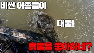 부르는 게 값인 싯가 어종들은 흙물을 좋아하나 봅니다.. 오늘 일당 했네요.. 대형 수조에 넣어보자!