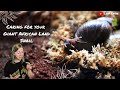 Caring For Your Giant African Land Snails! || Leaf Eater