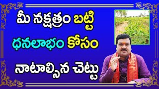 మీ నక్షత్రం బట్టి ధనలాభం కోసం నాటాల్సిన చెట్టు | Machiraju Kiran Kumar