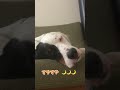 寝言を言う犬　 shorts shortvideo イングリッシュセッター englishsetter セッター setter 大型犬 犬 dog いぬのいる生活