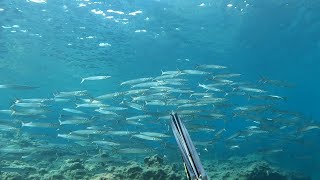 PESCA SUB Barracuda nel mare cristallino di novembre