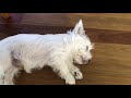 westie puppy naptime