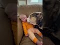 Loving Bulldog Adores Human Baby Brother