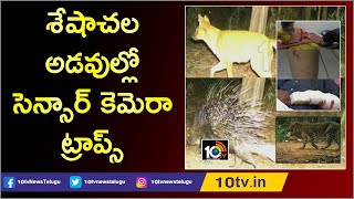 TTD Sensor Cameras Capture Rare Animals in Seshachalam Forest | Tirumala | 10TV News