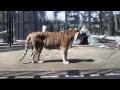 タツオとアイ　仲良し同居~amur tiger