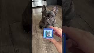 Frenchie reviews Pet Custom Stamp (Link in description)