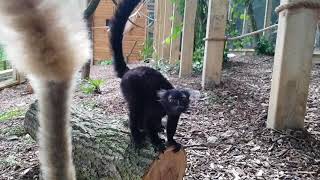 Black Lemur enclosure