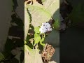 bleeding heart vine clerodendrum glory bower viral trending ytshorts shorts