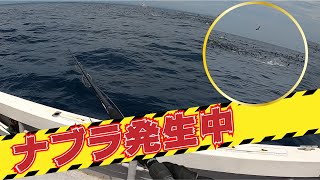 【大ナブラ】今年も志摩沖キハダのシーズンがやってきた！