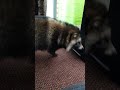 raccoon dog tanuki vs raccoon best mates www.theexoticanimalencounter.co.uk