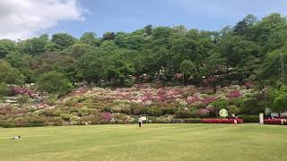 4月25日  朝の西山公園（つつじの様子）