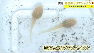 １万匹に一匹！？用水路に超レアな「金色のオタマジャクシ」　生き物大好き小学生が発見【岡山・倉敷市】 (23/07/05 18:00)