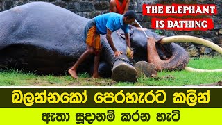 බලන්නකො මෙයාව පෙරහැරට කලින් නාලා සූදානම් කරන හැටි | The elephant is bathing