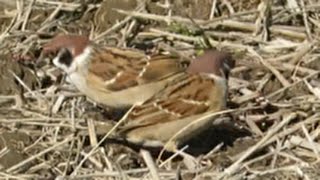 【野鳥観察】スズメたちのお食事