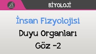 İnsan Fizyolojisi - Duyu Organları / Göz -2