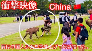 鹿は中国人少女を抱き上げて投げ捨てた。 China 🇨🇳 Nara Park deer 🦌 in j