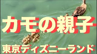 【TDL】カモの親子が可愛いすぎます(*^^*)★2019年5月30日