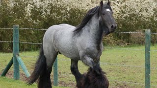 Blue Roan Brabant Draft Horses | Raw Power Meets Beauty