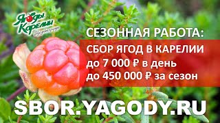 Сбор ягод в Карелии. Сезонная работа. До 450 000Р за сезон. Люди едут со всей России и СНГ