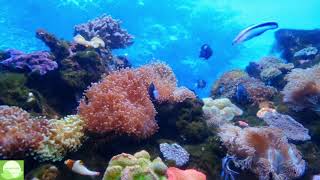 3 Hours Under Red Sea 4K Incredible Underwater World Relaxation Video with Calming Music For Stress