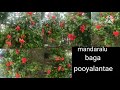 Mandaralu baga pooyalatae | love the garden | by kumari yelineni.