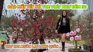 PEACH BLOSSOMS BLOOM EARLY, AS FLAT AS ON THE NIGHT OF THE 30TH, AT LAC LONG QUAN SPRING FLOWER M...