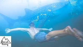 EXPLORING OSLOB, CEBU | WHALE SHARKS OF OSLOB, TUMALOG WATERFALL, PHILIPPINES TRAVEL VLOG 2018 |