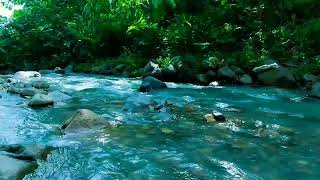 やさしい水の音、綺麗な川のせせらぎに癒される時間 | River Sounds For Sleeping, Healing Forest Ambience, WATER ASMR