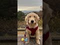 【ゴールデンレトリバーの華】奈良県明日香村をお散歩よ♪ goldenretriever 골든리트리버 ゴールデンレトリバー japan 奈良県 明日香村