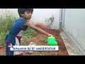 thatha vaitha thennai tamil rhymes for kids maram valarpom tamil songs cj eudoxia