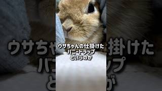 ウサちゃんが仕掛けたバニートラップ