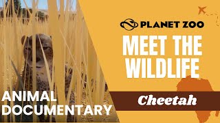 [EN/KR] Discovering Cheetahs: Speed, Play, and Survival [Planet Zoo]