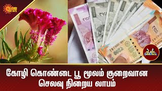 கோழி கொண்டை பூ மூலம் குறைவான செலவு நிறைய லாபம் | Agriculture | 5 Mins | Tamil News | Sun News