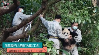 20210215 保育員的收貓新法寶，引導圓寶自動下樹乖乖回家 The Giant Panda Yuan Bao