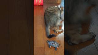 たまによそ見しながら猫を追いかけるスケボー亀【Sometimes I look away! skateboard turtle chasing cat】【 #skateboardturtle 】