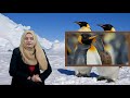 পেঙ্গুইন সম্পর্কে কিছু অজানা তথ্য some unknown facts about penguins মজার খবর