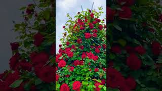 #rosetree🌱#redrose🌹#flowerblooming🌹#gardening🌱#redflowers#roseplants🌱#beautifulrose🌹#shorts#edit#new