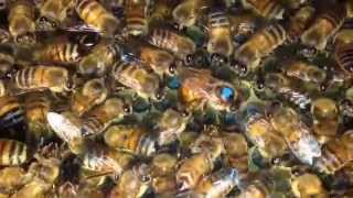 WindowBee ™ Apis mellifera ligustica